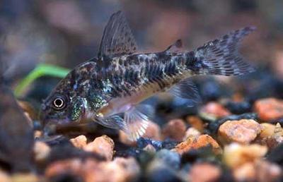 水族箱清潔使者 探索清道夫魚(yú)的生長(zhǎng)奧秘