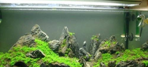 水族箱換水有講究 操作不當(dāng)只能眼睜睜看著魚(yú)兒死去