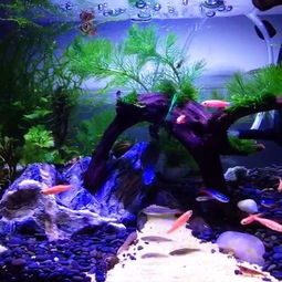 水族箱里的小世界 郭小米的幸福美拍